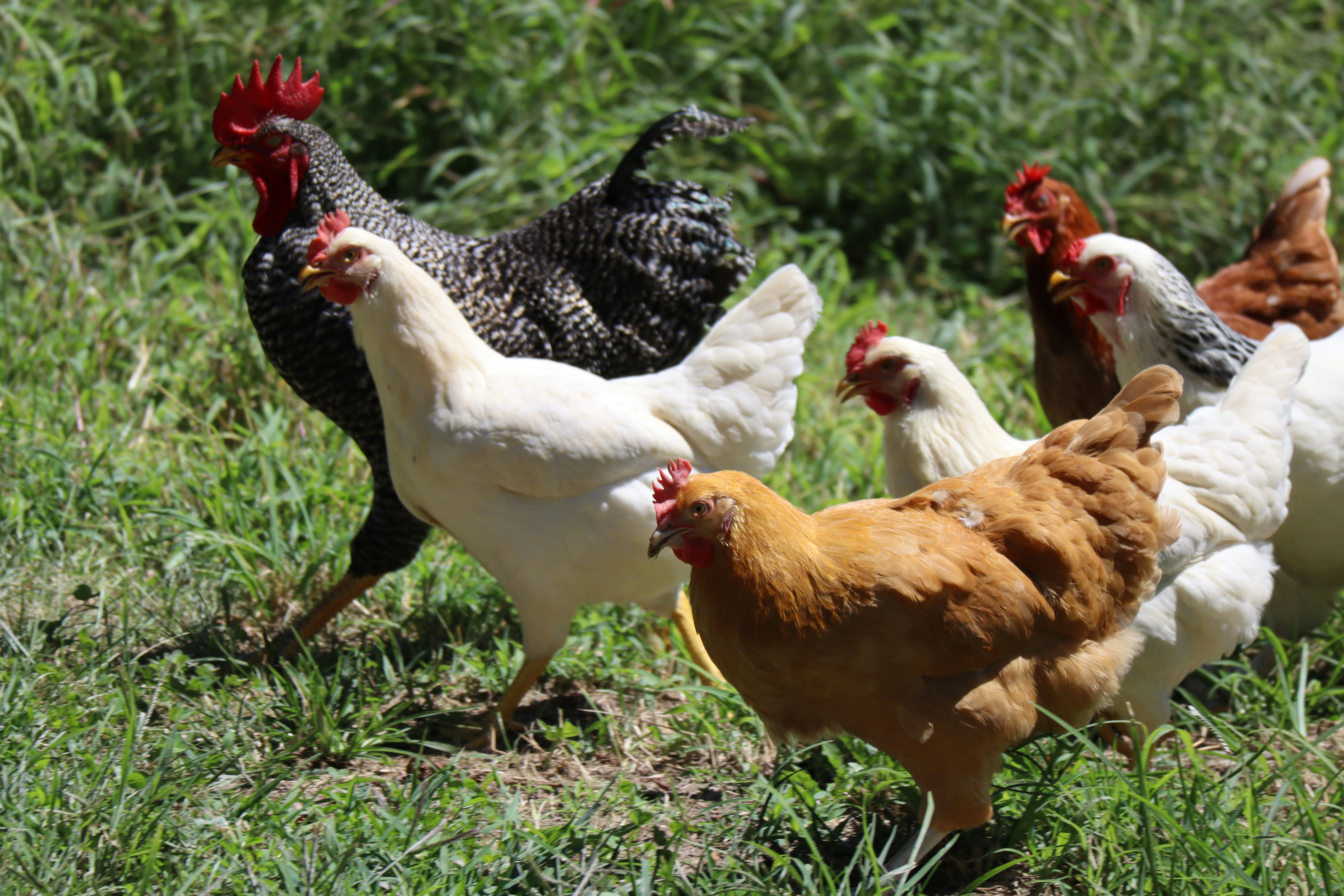 Red, white, and black chickens walking in grass